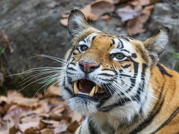 Sanjay-Dubri Tiger Reserve India