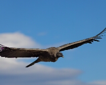 kondor_004 Kondor (Vultur gryphus, juvenile)