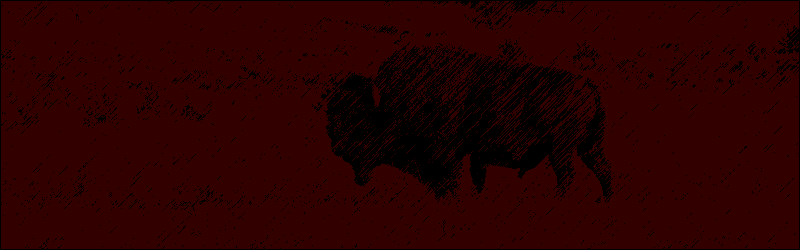 Bison