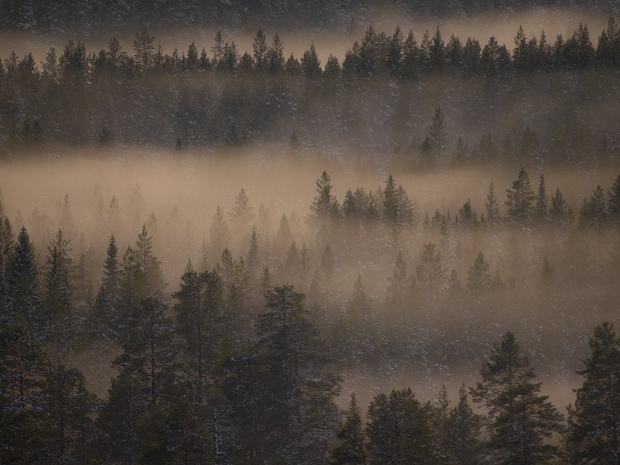 Taiga