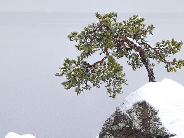 The Lone Tree