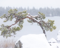 TLT_002 The Lone Tree -Snöväder 2021.