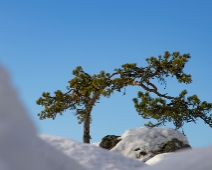 TLT_004 The Lone Tree - Vintern 2021.