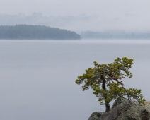 TLT_007 The Lone Tree - Maj 2021.