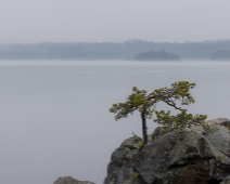 TLT_008 The Lone Tree - Maj 2021.