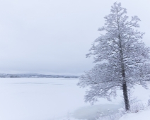 vinter_001 Lone Tree