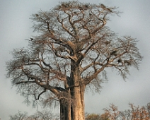 botswana_007