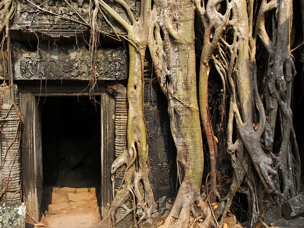 Forest Tempels Cambodia