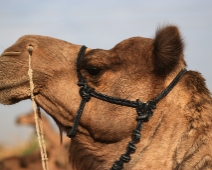 jaisalmer_020