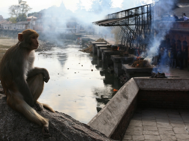 Den Heliga Elden Nepal