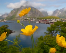 lofoten_032 Smörblommor, Reine, Moskenes.
