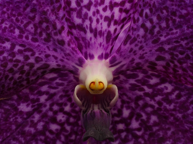 Orchid