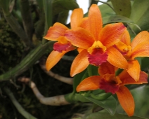 orkideerochblommor_004