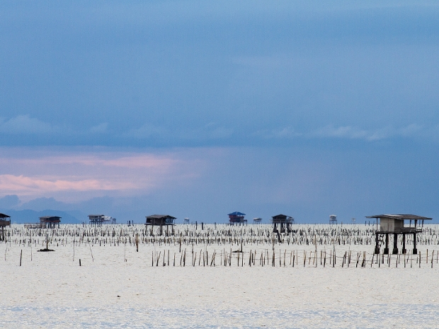 Sea of Sticks - Surat Thani