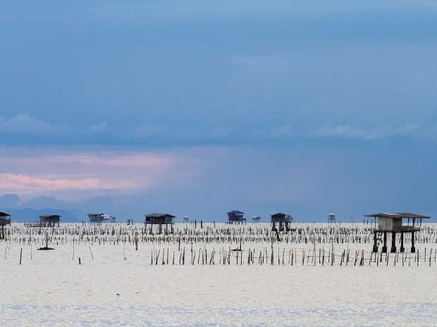 Sea of Sticks - Surat Thani Thailand