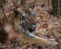 Tigerns År 2010