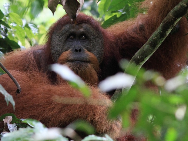 Sumatra 2011