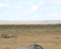 AmboseliNP_012