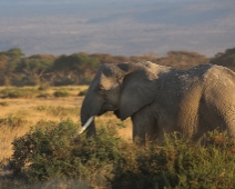 AmboseliNP_042