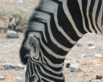 etosha_14 Burchells zebra