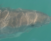 shark_004 Gansbaai - Great White Shark