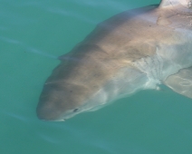 shark_011 Gansbaai - Great White Shark