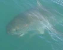 shark_013 Gansbaai - Great White Shark