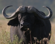 nakuru_06 Lake Nakuru National Park - Afrikansk buffel.