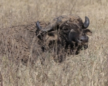 nakuru_53 Lake Nakuru National Park - Buffel