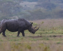 nakuru_56 Lake Nakuru National Park - Svart noshörning