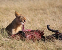MasaiMaraGR_001 Masai Mara National Reserve - Lejon kalasar på en gnu.