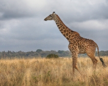 NairobiNP_010 Nairobi National Park