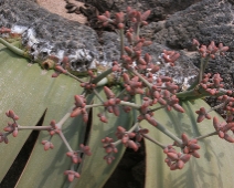 namibia_009 Welwitschia (Welwitschia mirabilis)