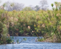 Okavango Delta,  Botswana