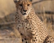cheeta_007 Otjitotongwe Cheetha Park, Namibia.