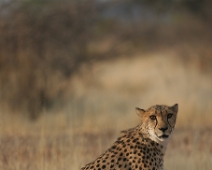 cheeta_019 Otjitotongwe Cheetha Park, Namibia.