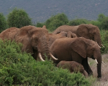 Samburu_005 Samburu National Reserve - Elefant hjord
