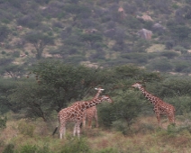 Samburu_008 Samburu National Reserve - Giraffer (Giraffa camelopardalis reticulata)
