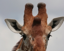 Samburu_032 Samburu National Reserve - Giraff (Giraffa camelopardalis reticulata)