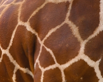 SolioGR_029 Nätgiraff (Giraffa camelopardalis reticulata)