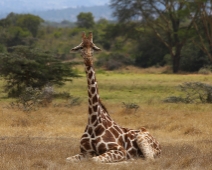 SolioGR_030 Nätgiraff (Giraffa camelopardalis reticulata)