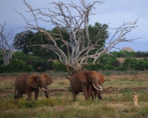 EastTsavoNP_001 Tsavo East National Park Kanderi swamp, elefanter jagar iväg ett lejon.