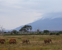 EastTsavoNP_007 Tsavo East National Park Elefant hjord vid Kanderi swamp.