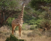 EastTsavoNP_008 Tsavo East National Park Masai giraff