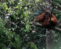 Gunung Leuser National Park, Indonesia