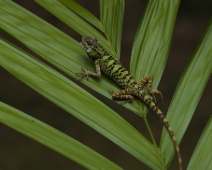 khao_sok_11