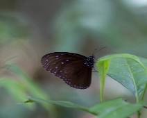 khao_yai_101