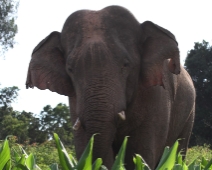 khaoyai_elefant02