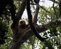 khaoyai_gibbon01