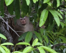 Khao Yai National Park, Thailand